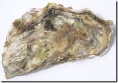 Oyster (Wikipedia)